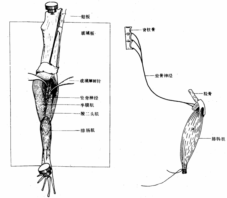 标本\|390